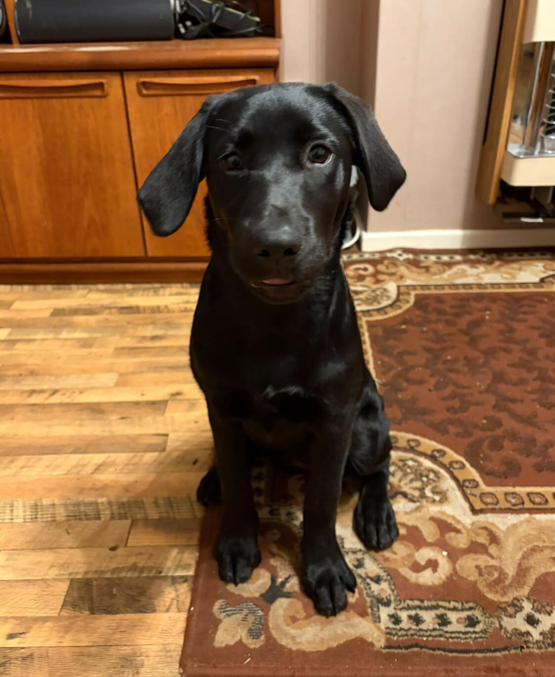 black labrador puppy ia patiently waiting for picture to be taken