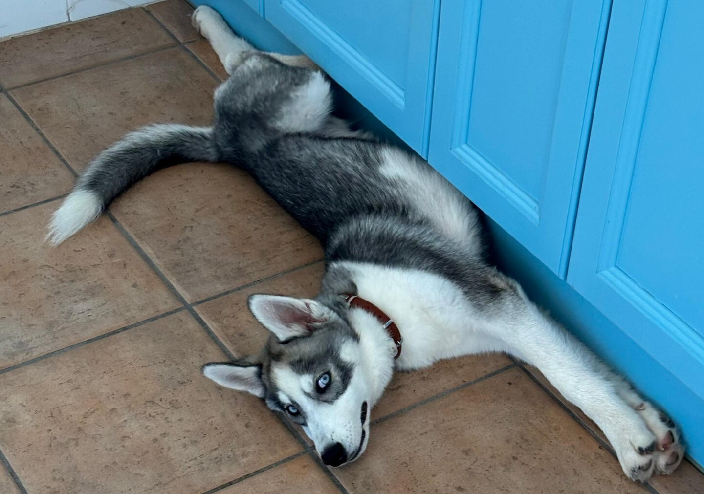 Husky puppy is posing for the camera